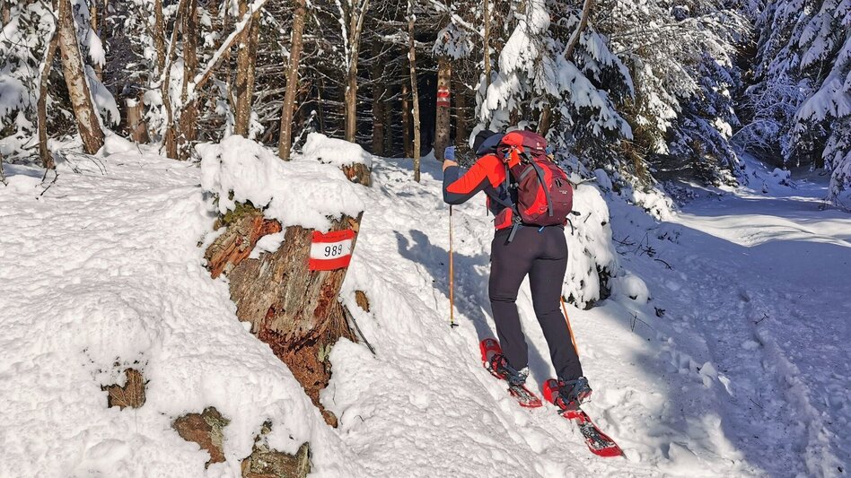 Snowshoe Walking Snowshoe hike Gaaler Höhe - Touren-Impression #2.6 | © Weges OG