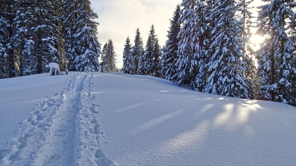 Schneeschuhwandern Schneeschuhwanderung Rappoldkogel vom Alten Almhaus - Touren-Impression #2.6 | © Weges OG