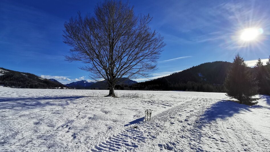 Winterwandern Winterwanderweg am Flugfeld St. Sebastian - Touren-Impression #2.3 | © TV Hochsteiermark