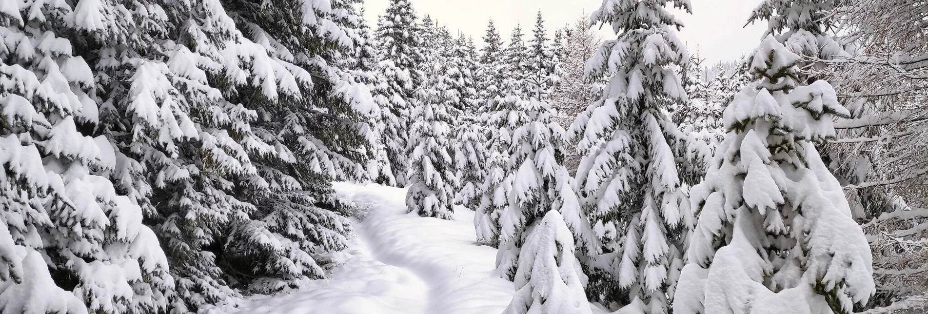 Schneeschuh Schneeschuhwanderung Wildeggkogel - Touren-Impression #1 | © Weges OG