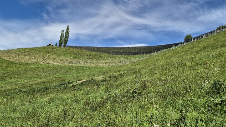 Wanderung Steirischer Obst- und Weinlehrpfad Silberberg - Touren-Impression #2.2