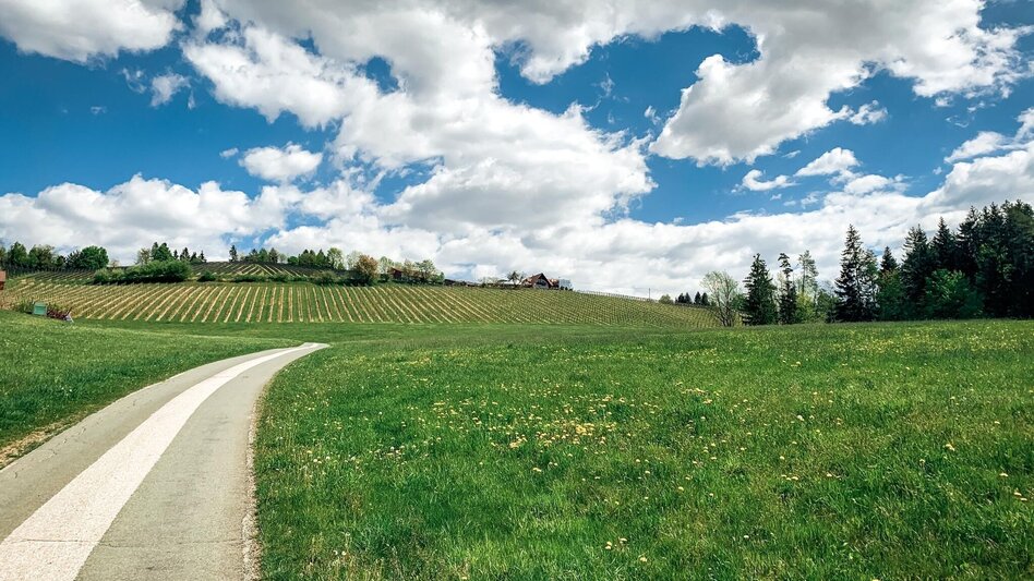 Mountainbike Panoramatour (Wies), Nr. 202 - Touren-Impression #2.1 | © Schilcherland Steiermark