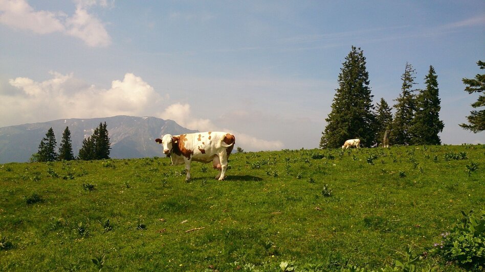 Wanderung Feldwiesalm und Eiserner Herrgott ab Taschelbach - Touren-Impression #2.7 | © TV Hochsteiermark