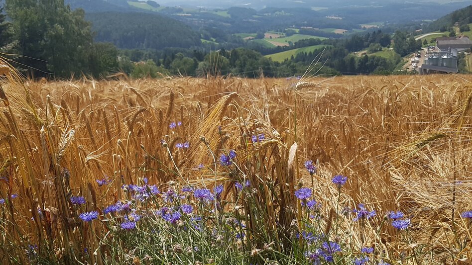 Wanderung Masenberg-Runde über Lüßwaldsattel, Pöllauberg - Touren-Impression #2.4 | © Oststeiermark Tourismus
