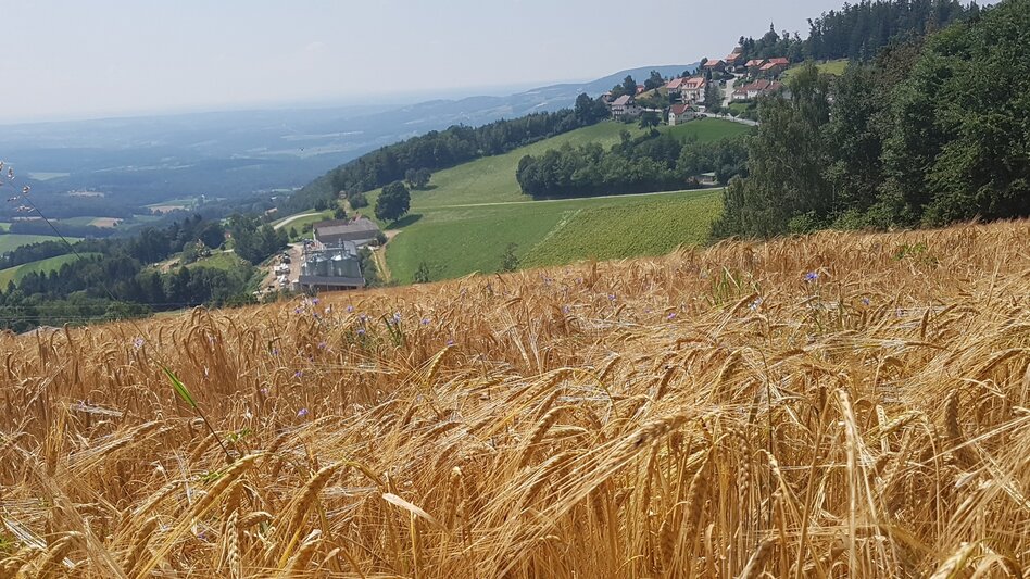 Wanderung Masenberg-Runde über Lüßwaldsattel, Pöllauberg - Touren-Impression #2.5 | © Oststeiermark Tourismus