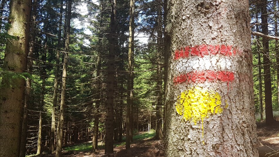 Wanderung Masenberg-Runde über Lüßwaldsattel, Pöllauberg - Touren-Impression #2.8 | © Oststeiermark Tourismus