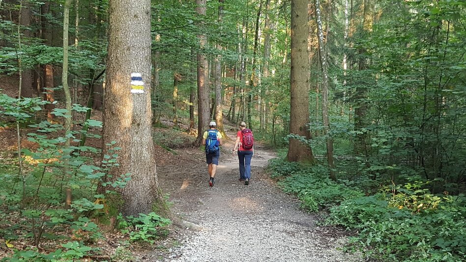 Wanderung Rabenwaldkogel, Pöllau - Touren-Impression #2.4 | © Oststeiermark Tourismus