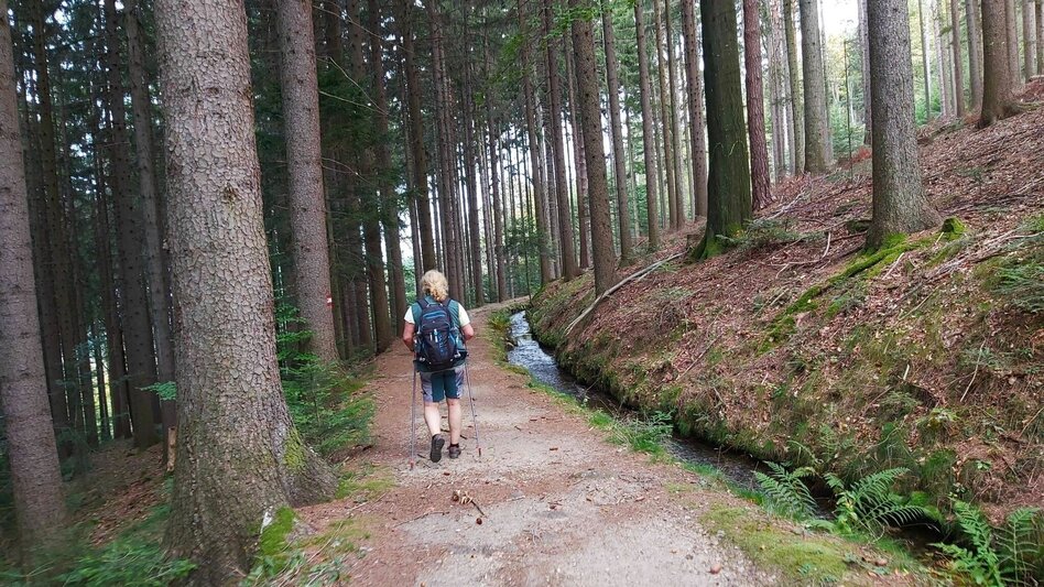 Wanderung Wanderung zur Ringwarte, Pöllauberg - Touren-Impression #2.11 | © Oststeiermark Tourismus
