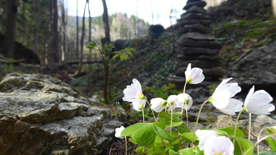 Hiking Route The promising Hubertus circuit - Touren-Impression #2.2 | © Region Graz