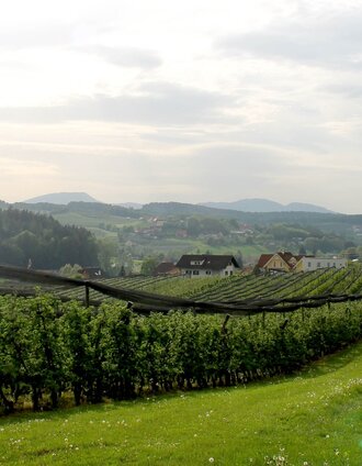 Rollsdorf Apfelgärten (c) Steininger | Martina Steininger | © Oststeiermark Tourismus
