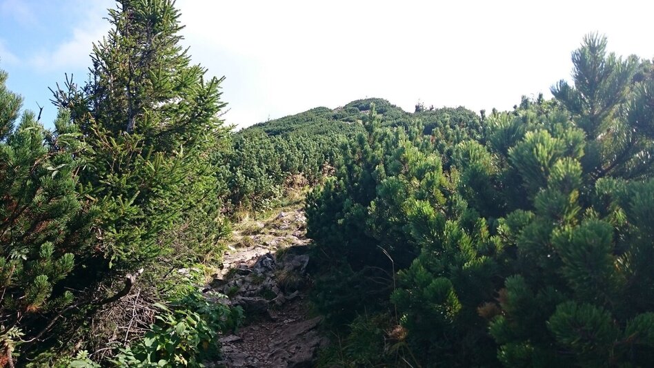 Hiking Route From Lackenhof to the Ötscher - Touren-Impression #2.6 | © TV Hochsteiermark