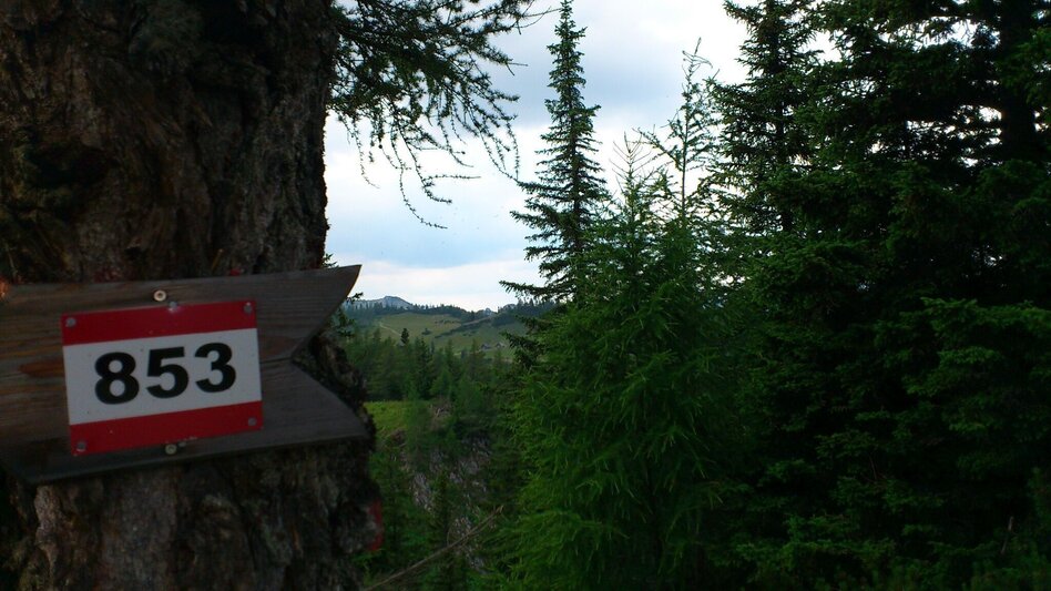 Wanderung Wanderung auf die Graualm - Touren-Impression #2.3 | © TV Hochsteiermark