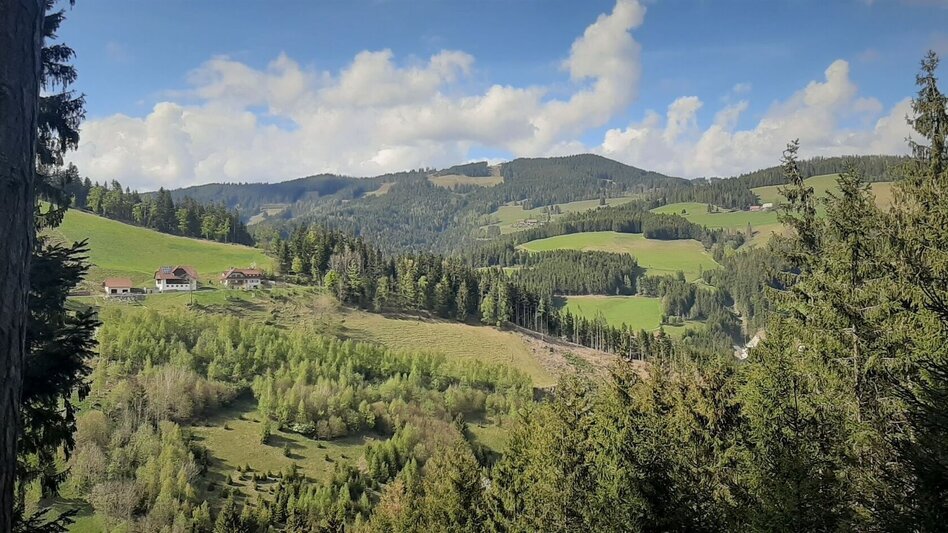 Hiking Route Sunnbergrunde Gasen - Touren-Impression #2.2 | © Oststeiermark Tourismus