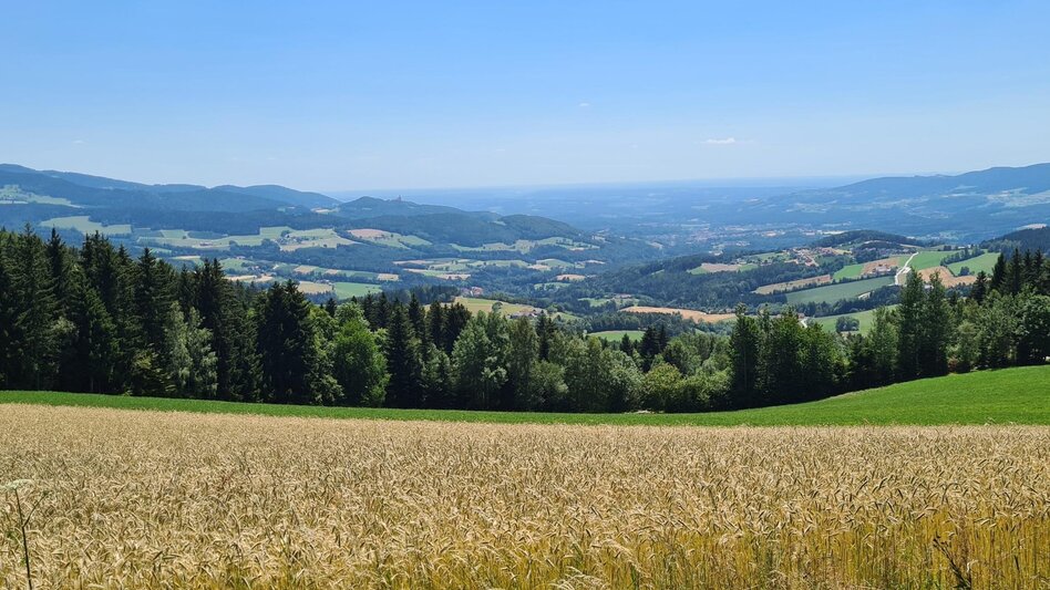 Wanderung Pöllau-Runde über Gschaid und Schloffereck, Pöllau - Touren-Impression #2.5 | © Tourismusverband Oststeiermark