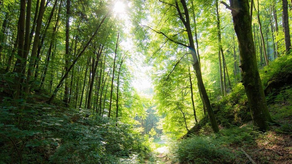 Wanderung Straßengler Frauenkogelrunde - Touren-Impression #2.2 | © Region Graz