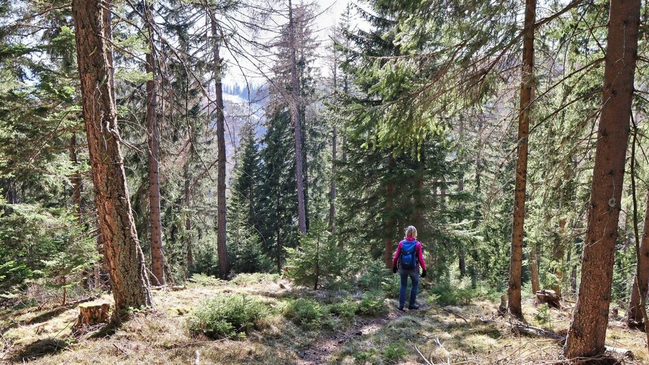 Wanderung Auf der Höh´ über Rattenberger Graben - Touren-Impression #2.19 | © Weges OG