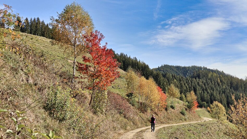 Hiking Route Tremmelberg "Tower in the mountains" via Willhuber - Touren-Impression #2.6 | © Weges OG