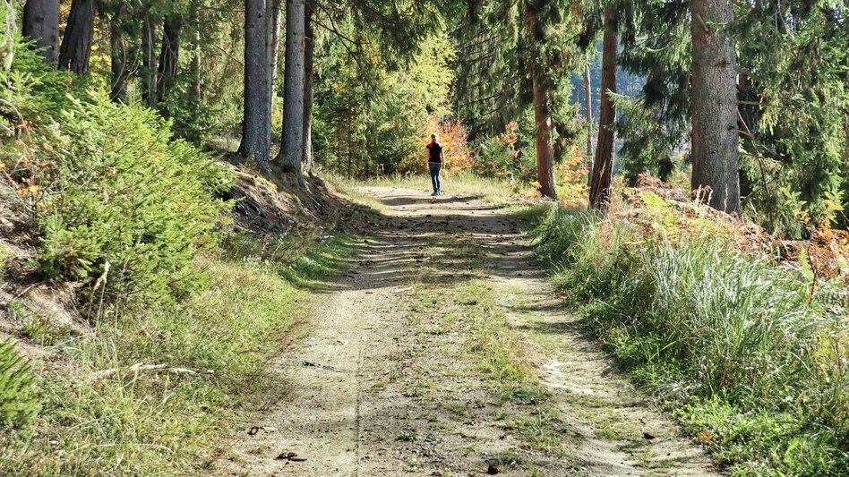 Hiking Route Tremmelberg "Tower in the mountains" via Willhuber - Touren-Impression #2.7 | © Weges OG