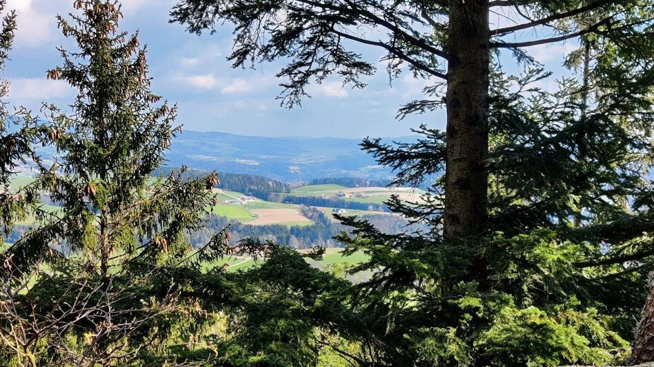 Wanderung Beistein-Runde, Grafendorf - Touren-Impression #2.10 | © Oststeiermark Tourismus
