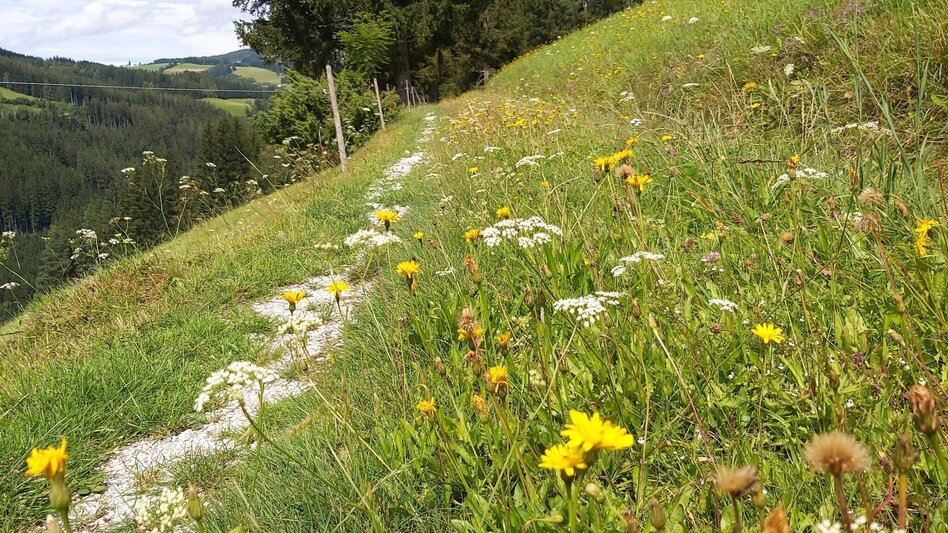Hiking Route "alpannonia" - feeder: Ratten - Roseggerhaus on the Pretul, Ratten - Touren-Impression #2.4 | © Oststeiermark Tourismus