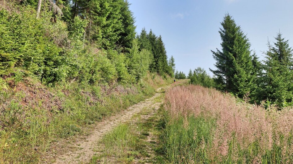 Hiking Route Hohe Ranach by Rothenthurm - Touren-Impression #2.4 | © Weges OG