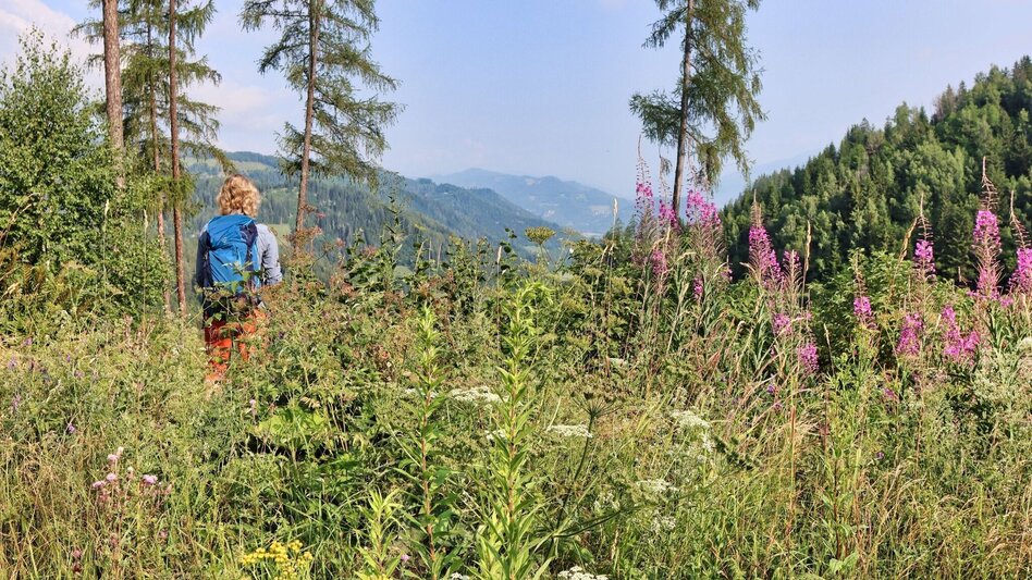 Wanderung Hölzlkogel von Rothenthurm - Touren-Impression #2.4 | © Weges OG