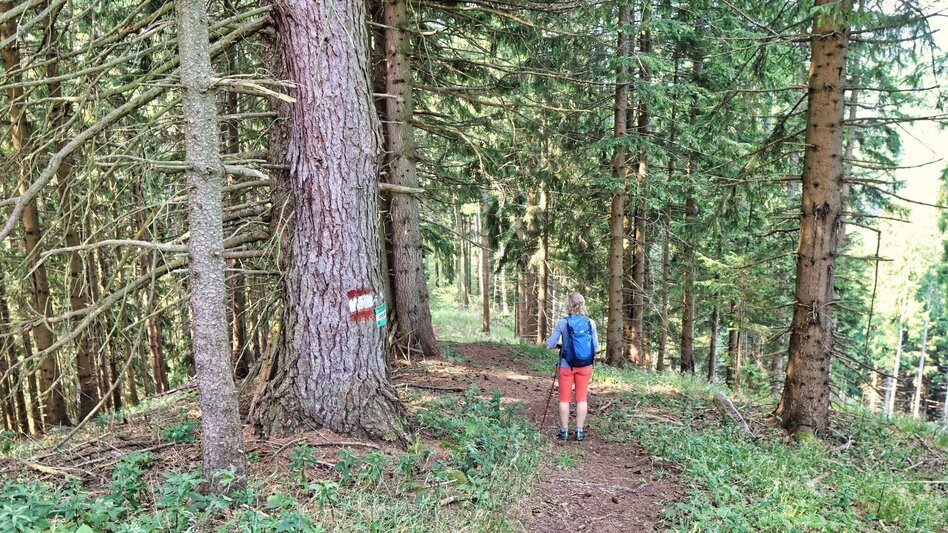 Wanderung Hölzlkogel von Rothenthurm - Touren-Impression #2.9 | © Weges OG