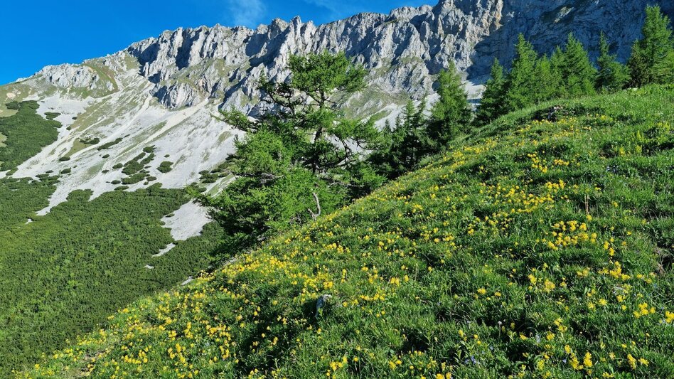 Wanderung Mit dem Bus zum Berg - Überschreitung der Hohen Veitsch - Touren-Impression #2.3 | © TV Hochsteiermark