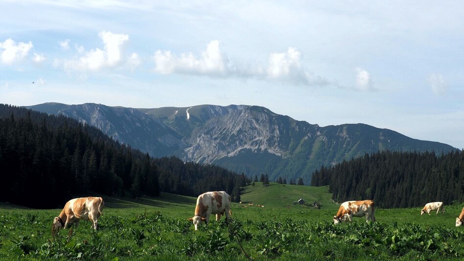 Wanderung Mit dem Bus zum Berg - Tonionüberschreitung - Touren-Impression #2.3 | © TV Hochsteiermark