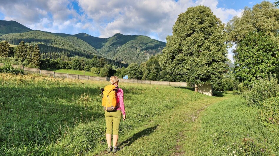 Hiking Route From Mautern to the Bremstein - Touren-Impression #2.1 | © Weges OG