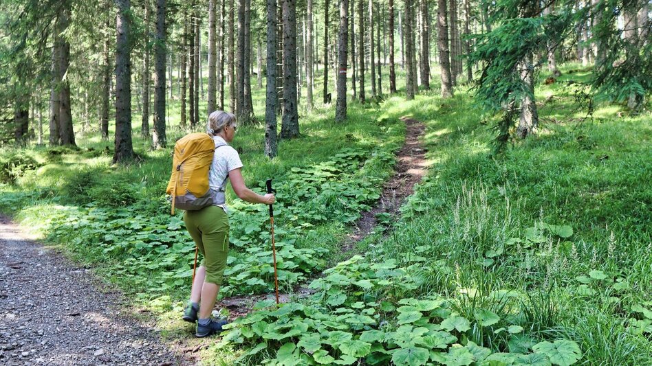 Hiking Route From Mautern to the Bremstein - Touren-Impression #2.7 | © Weges OG