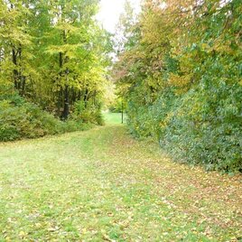 Waldweg | © Manfred Glössl