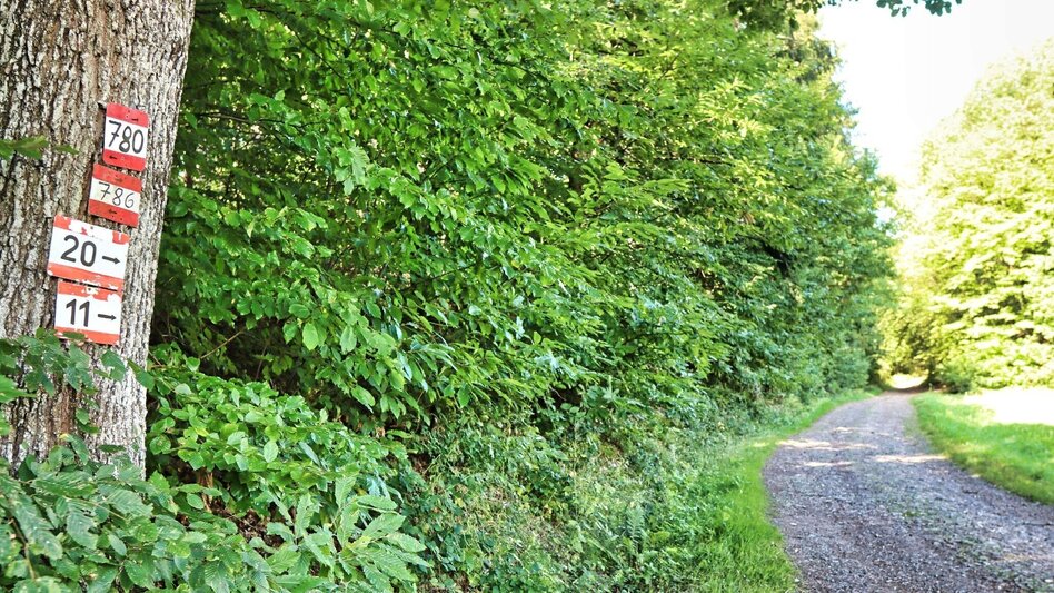Wanderung 3-Kogel-Weg Variante - Touren-Impression #2.4 | © Thermen- & Vulkanland