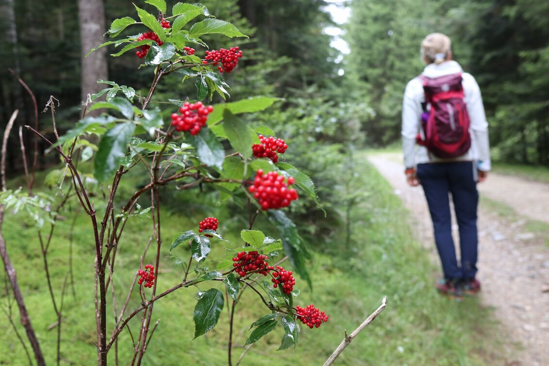 Wanderung Lechner Graben - Wildbachlweg, Strallegg - Touren-Impression #1 | © Oststeiermark Tourismus