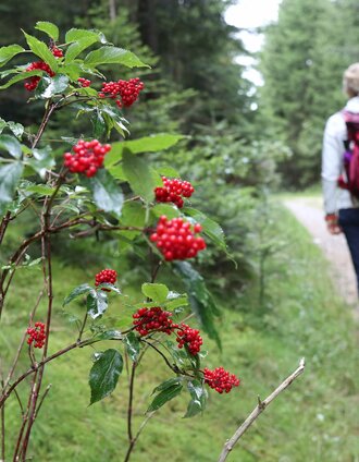 Grey stone_Strallegg_Eastern Styria | WEGES | © Oststeiermark Tourismus