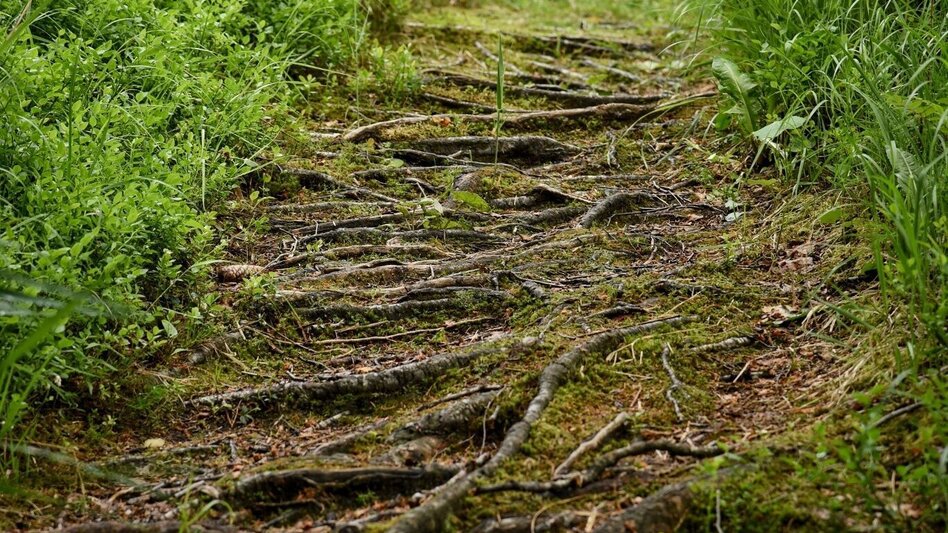 Hiking Route Around the Plattenkogel - Touren-Impression #2.2 | © Ausseerland