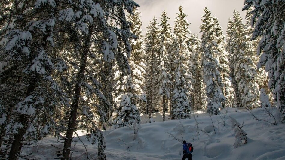 Winterwandern Johnbacher Almenrunde mit Schneeschuhen - Touren-Impression #2.11 | © TV Gesäuse
