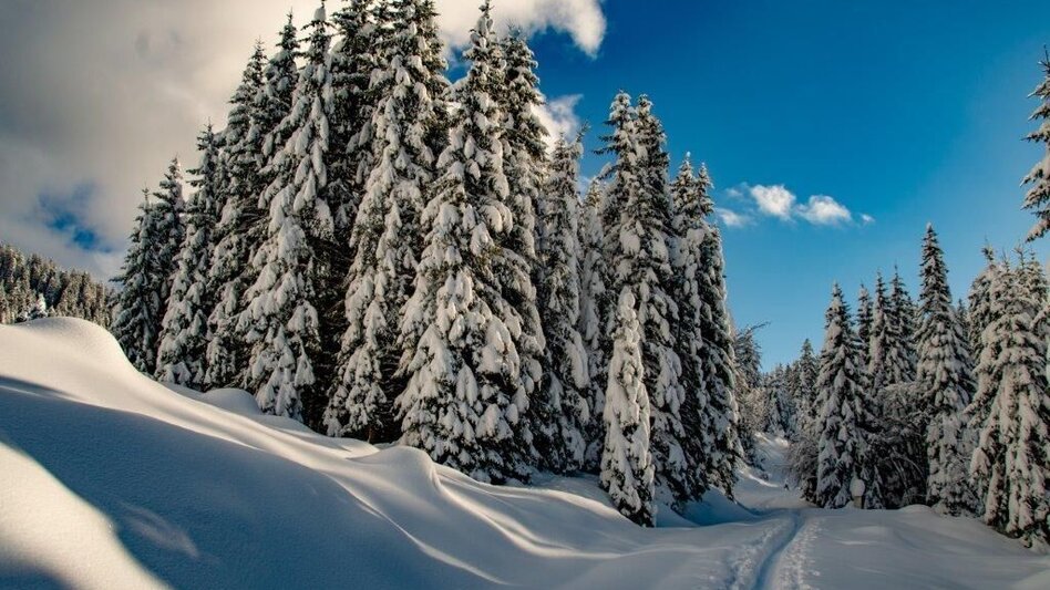 Winterwandern Johnbacher Almenrunde mit Schneeschuhen - Touren-Impression #2.12 | © TV Gesäuse