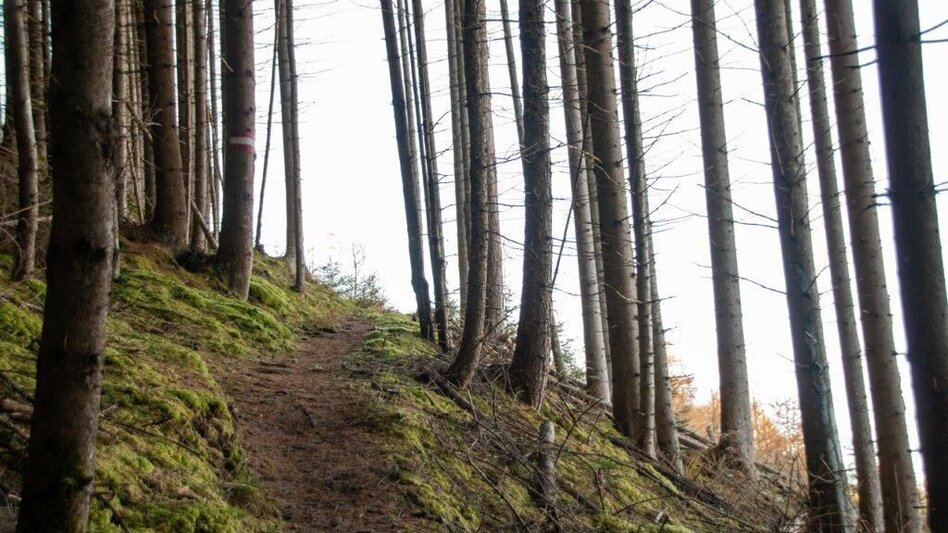 Hiking Route Hohe Trett / Stein Nr. 10 - Touren-Impression #2.4 | © TV Gesäuse