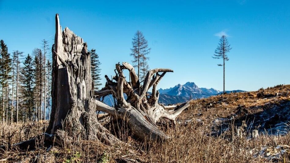 Hiking Route Hohe Trett / Stein Nr. 10 - Touren-Impression #2.10 | © TV Gesäuse