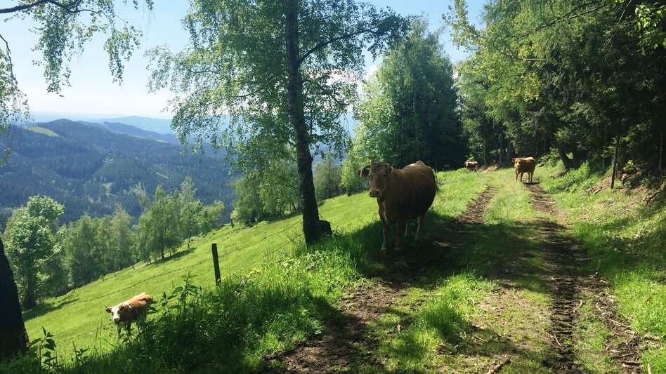 Wanderung KERN-BUAM Panorama-Wanderweg - Touren-Impression #2.9 | © Region Graz