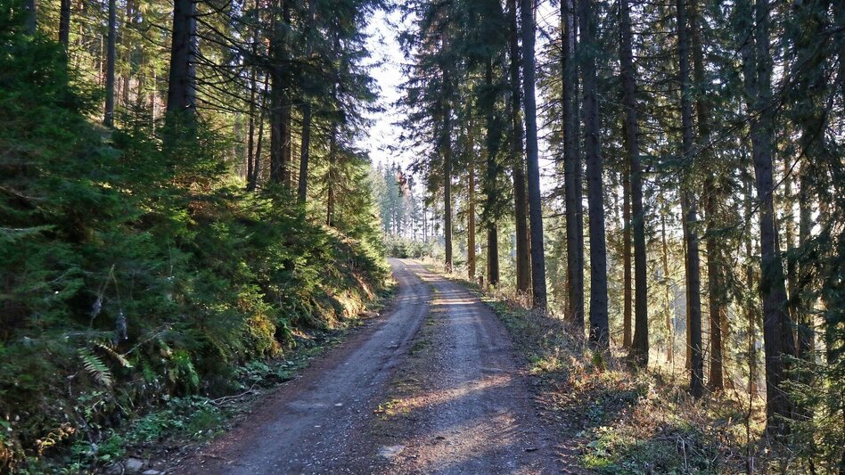Mountainbike MTB - Tour 66b - Tobiasalm - Touren-Impression #2.2 | © WEGES OG