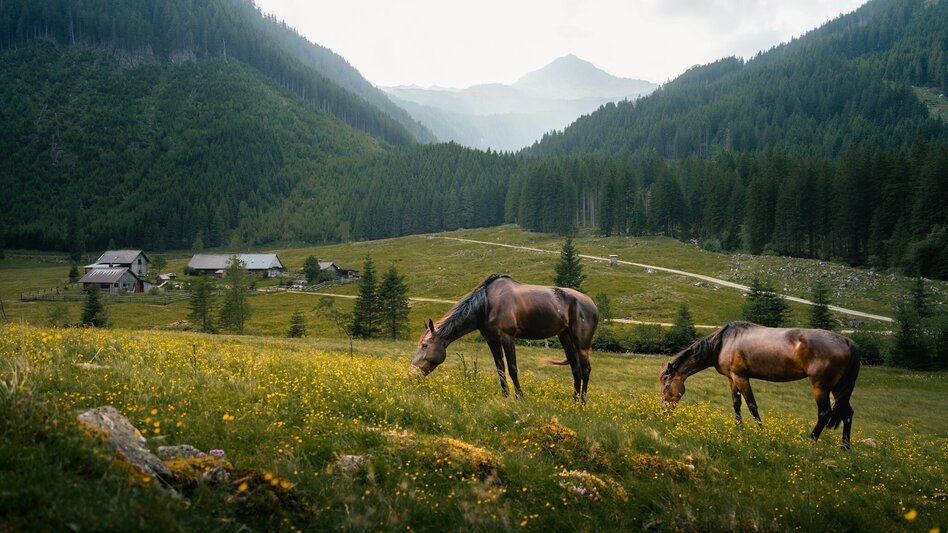 Hiking Route Via the Bräualm to the Hohensee lake - Touren-Impression #2.4 | © Tourismusverband Schladming-Dachstein