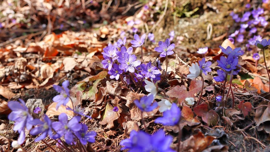 Hiking Route Blossom hike on the Häuselberg - The Kokolanzen blooms - Touren-Impression #2.13 | © Weges OG