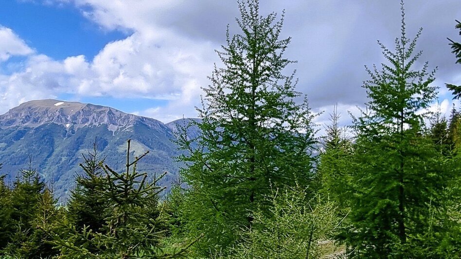 Wanderung Der alpine Bahnwanderweg "Welterberegion - Naturpark Mürzer Oberland" - Touren-Impression #2.6 | © TV Hochsteiermark
