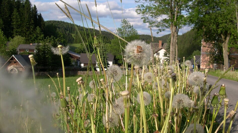 Hiking Route Oberdissau-Rundweg, Fischbach - Touren-Impression #2.1 | © Tourismus Fischbach