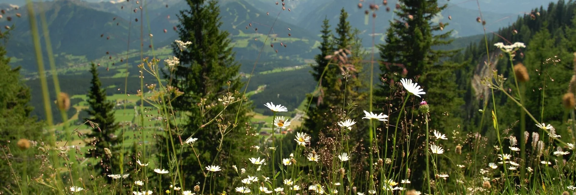 Hiking route Leiten Loop Trail - Touren-Impression #1 | © Erlebnisregion Schladming-Dachstein