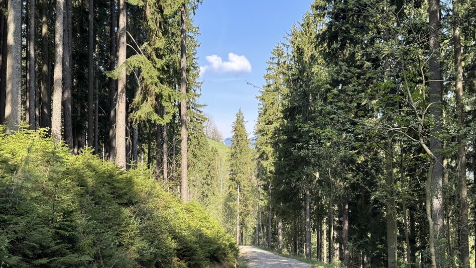 Wanderung Drei-Birken-Wanderung - Touren-Impression #2.11 | © draussenSEIN