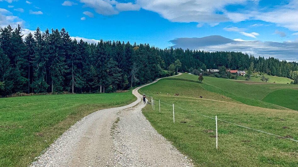 Mountainbike Odernik, Nr. 104 - Touren-Impression #2.1 | © Südsteiermark