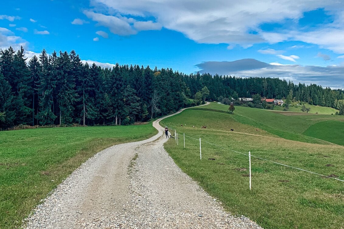 Mountainbike Odernik, Nr. 104 - Touren-Impression #1 | © Südsteiermark